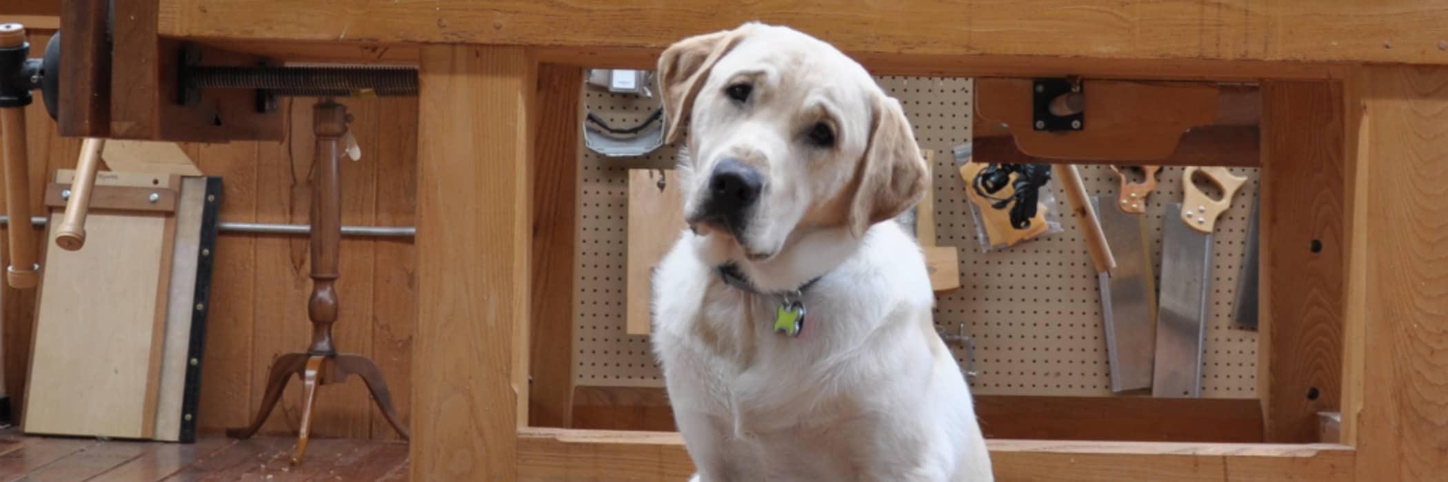 Happy Birthday Buzz, Shop Dog